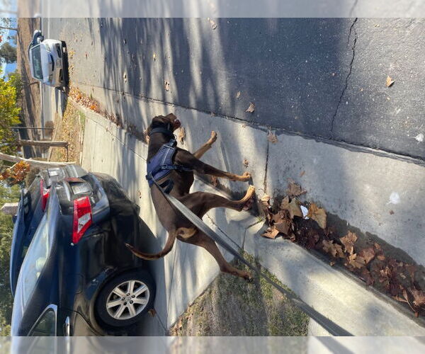 Medium Photo #2 Doberman Pinscher Puppy For Sale in San Diego, CA, USA