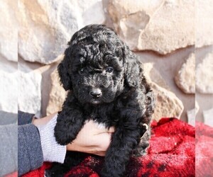 Aussiedoodle Miniature Puppy for sale in EAST EARL, PA, USA