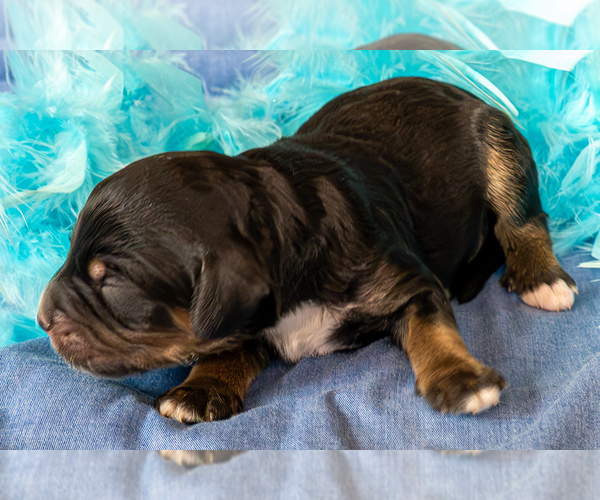 Medium Photo #5 Bernedoodle (Miniature) Puppy For Sale in ROY, UT, USA