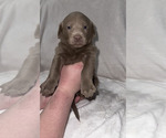 Puppy Ivie Labrador Retriever