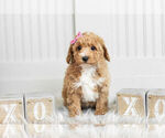 Small #5 Poodle (Toy)