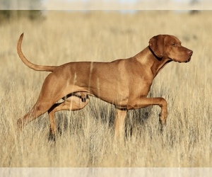 Father of the Vizsla puppies born on 04/14/2022