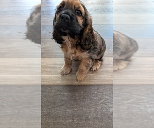 Cocker Spaniel Puppy for sale in HILTON, NY, USA