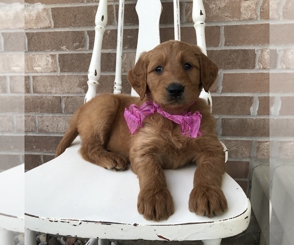 Medium Photo #2 Goldendoodle Puppy For Sale in WOODBURN, IN, USA