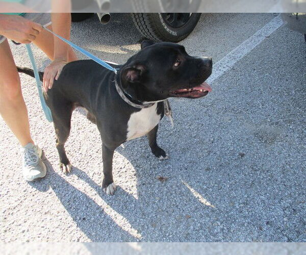 Medium Photo #1 Bullboxer Pit Puppy For Sale in Ocala, FL, USA