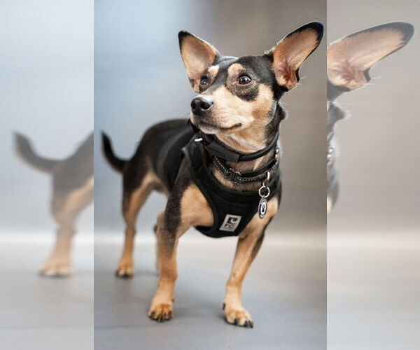 Medium Photo #6 Chiweenie Puppy For Sale in Princeton, MN, USA