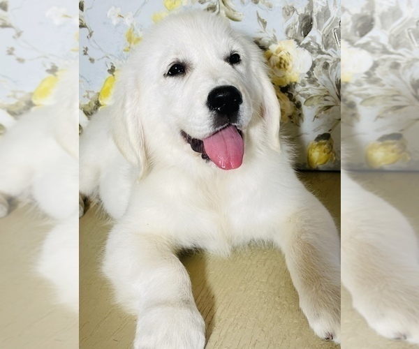 Medium Photo #1 English Cream Golden Retriever Puppy For Sale in AMITY, AR, USA