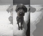Small #1 Australian Shepherd Mix
