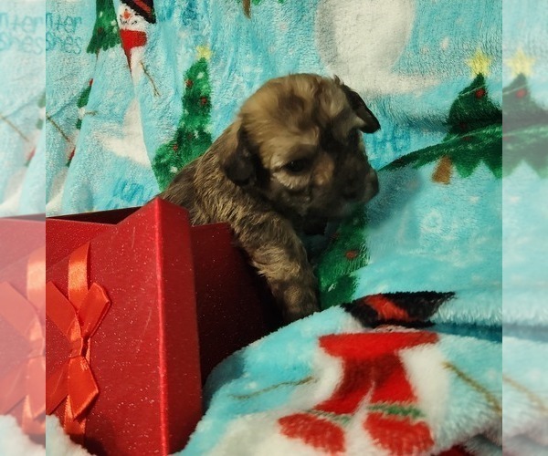 Medium Photo #2 Shorkie Tzu-Zuchon Mix Puppy For Sale in COWARD, SC, USA
