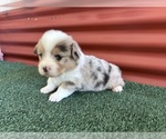 Image preview for Ad Listing. Nickname: Litter of 5