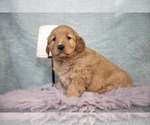 Puppy Renita Golden Retriever