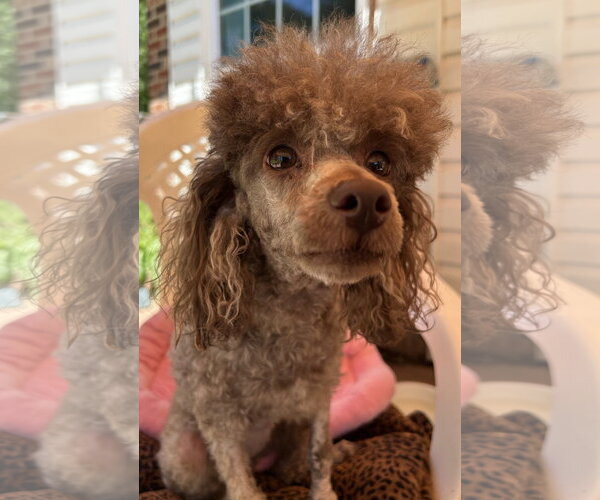 Medium Photo #8 Poodle (Miniature) Puppy For Sale in Pacolet, SC, USA