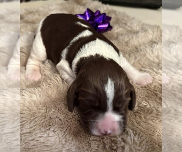 Medium Photo #3 English Springer Spaniel Puppy For Sale in TUALATIN, OR, USA
