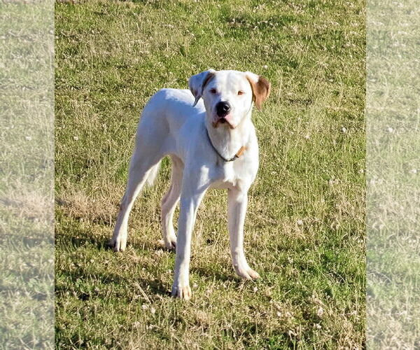 Medium Photo #1 Mutt Puppy For Sale in Unionville, PA, USA