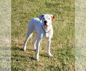 Mutt Dogs for adoption in Unionville, PA, USA