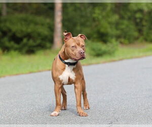 Chopper II - Male Mutt Dog for Adoption - Photo #21