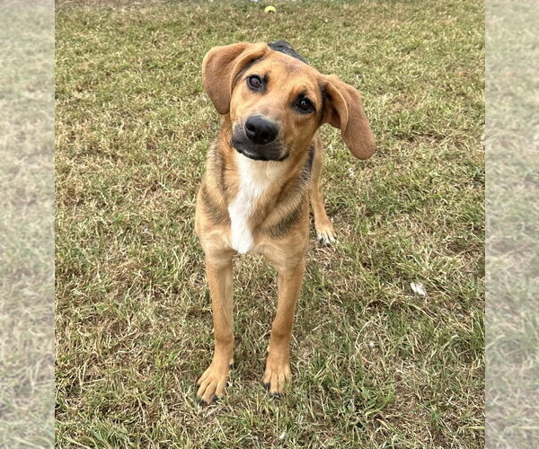 Medium Photo #2 Mutt Puppy For Sale in Evansville, IN, USA