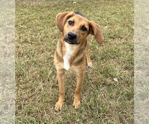 Cher Rose - Female Mutt Dog for Adoption - Photo #2