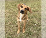 Small Photo #2 Mutt Puppy For Sale in Evansville, IN, USA