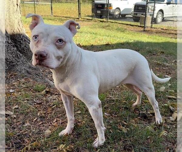 Medium Photo #1 American Pit Bull Terrier-Unknown Mix Puppy For Sale in Aurora, IL, USA