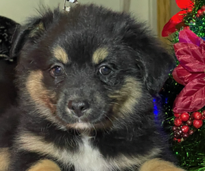 Miniature Australian Shepherd Puppy for Sale in GRANDVIEW, Texas USA