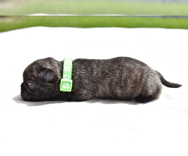 Medium Photo #3 Pug Puppy For Sale in PALM COAST, FL, USA