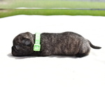 Small #2 Pug
