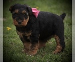 Small Photo #5 Airedale Terrier Puppy For Sale in EWING, IL, USA