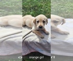Small #5 Labrador Retriever