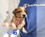 Small Photo #9 Australian Cattle Dog Puppy For Sale in NEW YORK MILLS, MN, USA