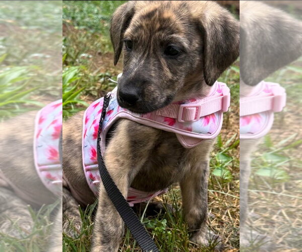 Medium Photo #3 German Shepherd Dog-Plott Hound Mix Puppy For Sale in Cary, NC, USA