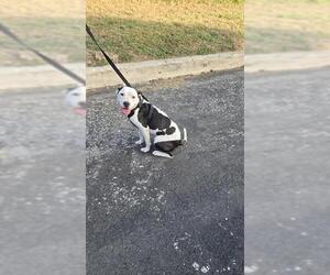 American Staffordshire Terrier-Unknown Mix Dogs for adoption in San Antonio, TX, USA