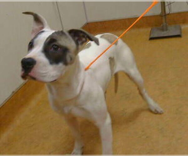 Medium Photo #1 Mutt Puppy For Sale in Sacramento, CA, USA