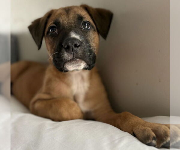 Medium Photo #5 Mastiff-Unknown Mix Puppy For Sale in Clarkston, MI, USA