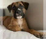 Small #4 Mastiff Mix
