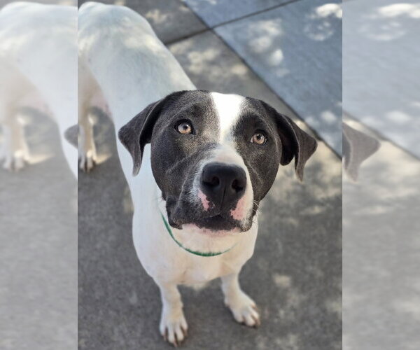 Medium Photo #2 Pointer-Unknown Mix Puppy For Sale in Lakewood, CO, USA