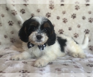 Cavapoo Puppy for sale in LAKELAND, FL, USA