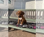 Small Photo #7 Rhodesian Ridgeback Puppy For Sale in CLOVIS, CA, USA