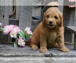 Small Photo #2 Goldendoodle (Miniature) Puppy For Sale in FREDERICKSBG, OH, USA