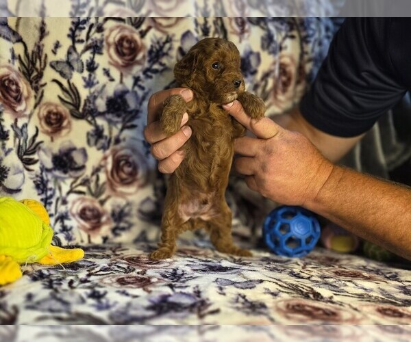 Medium Photo #2 Poodle (Miniature) Puppy For Sale in DENVER, CO, USA