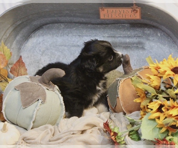 Medium Photo #2 Miniature Australian Shepherd Puppy For Sale in HILLSBORO, KS, USA