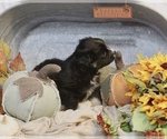 Small Photo #2 Miniature Australian Shepherd Puppy For Sale in HILLSBORO, KS, USA