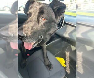 Black and Tan Coonhound-German Shepherd Dog Mix Dogs for adoption in Stockton, CA, USA