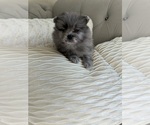 Small #3 Pomeranian