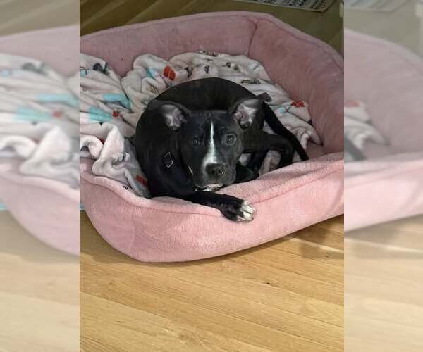 Medium Photo #2 Mutt Puppy For Sale in Louisville, KY, USA