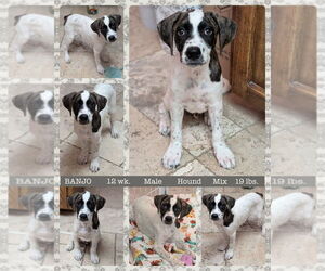 Mutt Dogs for adoption in Mesa, AZ, USA