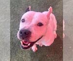 Small #4 American Pit Bull Terrier Mix