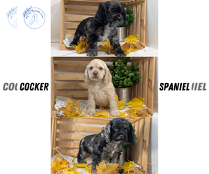 Cocker Spaniel Litter for sale in GOSHEN, IN, USA