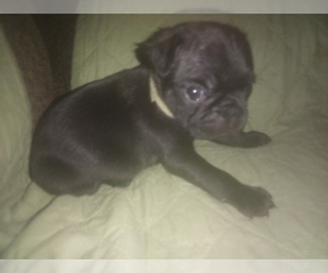 Pug Puppy for sale in FORT WAYNE, IN, USA
