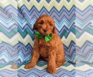 Goldendoodle Puppy for sale in LINCOLN UNIV, PA, USA